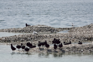 瀬野川河口の野鳥たち