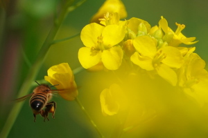 菜の花の蜂