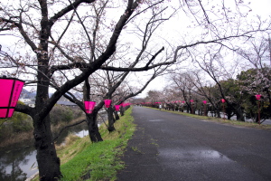 廿日市・住吉堤防敷の桜並木