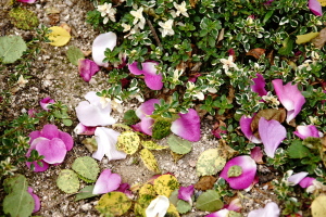 植物公園へ