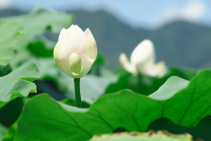 南岩国の白い花
