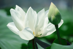 南岩国の白い花