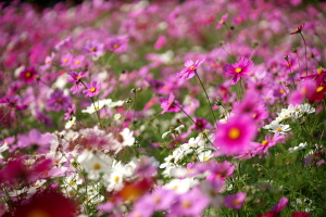 植物公園  コスモスウィーク