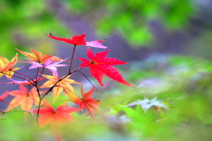 三景園の秋色