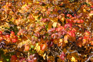 植物公園のバラ