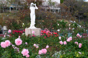 植物公園のバラ
