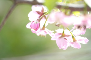 蒲刈の河津桜