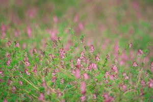 旬の花々