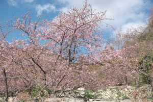周防大島の河津桜