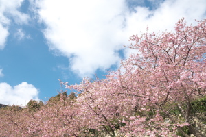 周防大島の河津桜