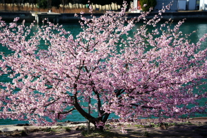 安浦の満開・河津桜