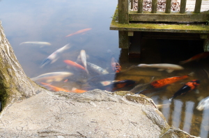 極楽寺山の蛇の池