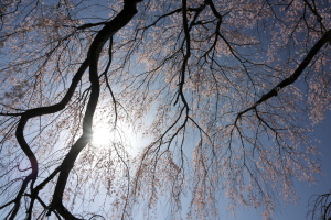 神原と広域公園の桜