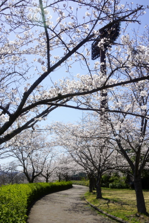 神原と広域公園の桜
