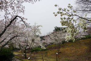 東区ひろしま遊学の森・桜