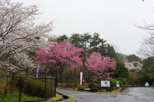 東区ひろしま遊学の森・桜