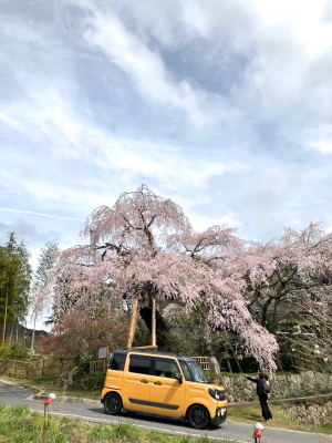 iPhone SEの桜撮り
