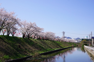 桜と入学式