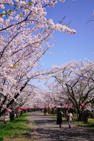 桜と入学式
