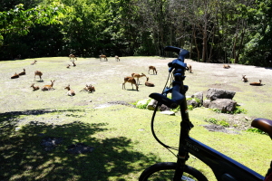 宮島へ自転車で