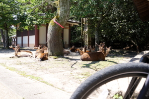 宮島へ自転車で