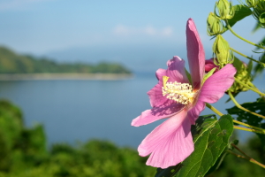 島の花々