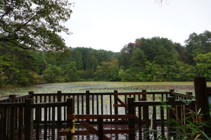 雨の極楽寺 蛇の池