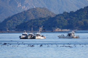 八幡川沖のイワシ漁