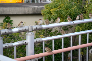 大和波止場のスズメたち