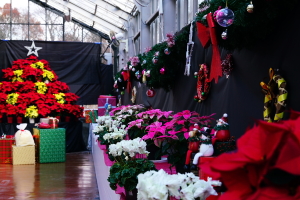 真・クリスマスを飾るフラワー展