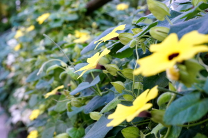 師走の植物公園２