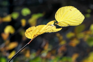 単焦点135mmの植物公園