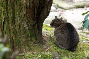 単焦点135mmの植物公園