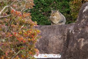 単焦点135mmの植物公園