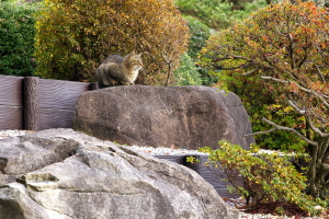 単焦点135mmの植物公園