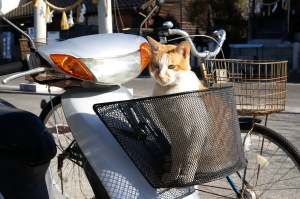 島の猫