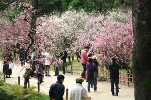 今日の縮景園