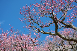 植物公園・直近の見どころ