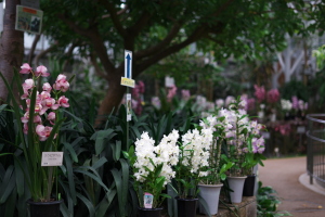 植物公園・直近の見どころ