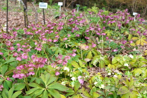 植物公園・直近の見どころ