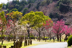 広島広域公園の梅園