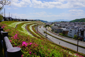 団地の紅白ツツジ帯