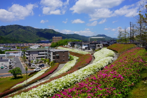 団地の紅白ツツジ帯