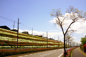 団地の紅白ツツジ帯