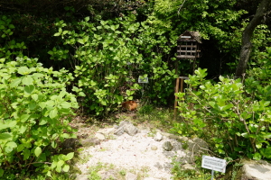 公園の銀ちゃん