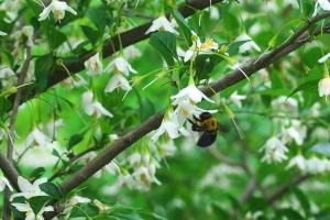 α99＆ご近所の花巡り