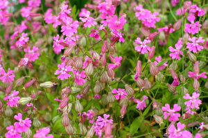 α99＆ご近所の花巡り
