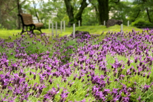 牛田のバラ園へ