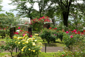 牛田のバラ園へ