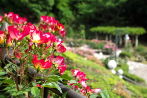 牛田のバラ園へ